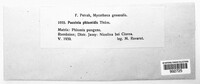 Puccinia phlomidis image